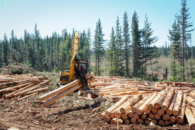 Excavator stacking felled logs on a cleared site with standing conifers behind