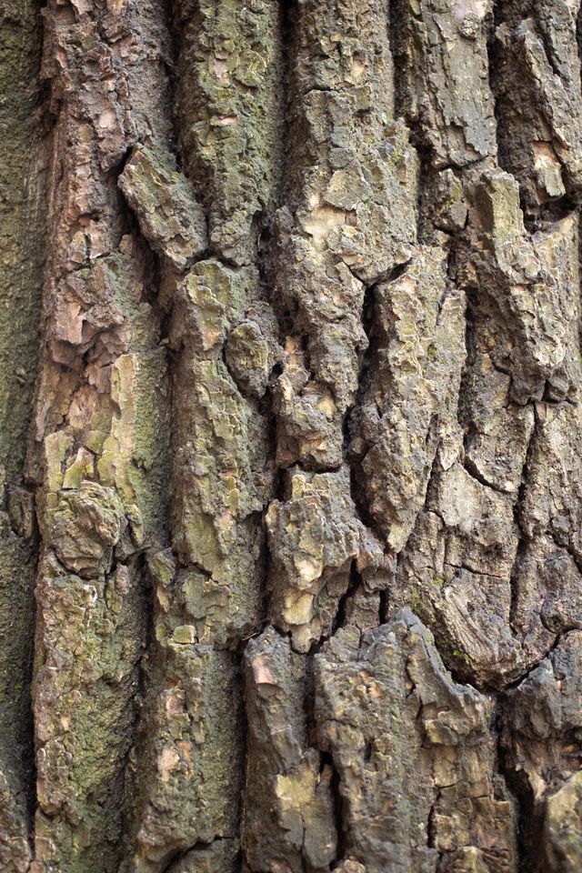 Close-up of the deeply furrowed bark on a mature tree trunk