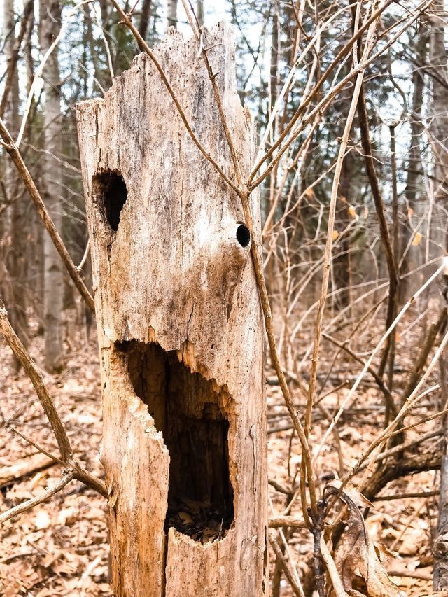Dead, hollow tree trunk with decay and woodpecker holes standing in bare winter woodland