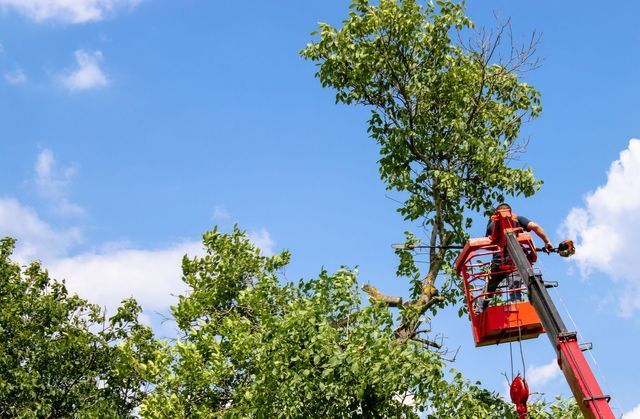 Arborist in an orange bucket lift trimming the upper branches of a tall tree